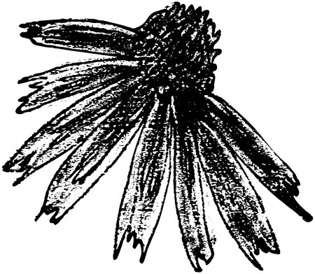 Echinacea Flower Vector hand drawn sketchのイラスト素材