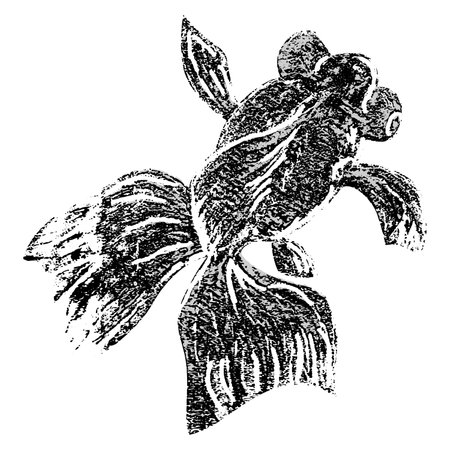 Koi fish isolated of white. Japanese and Chineseのイラスト素材