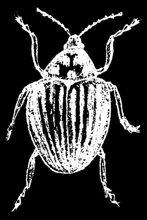Bug. Vector hand drawn sketch illustrationのイラスト素材