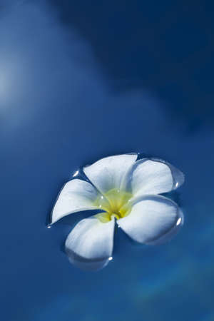 Frangipani flower in a water at night time  Conceptual theme for spa products  Very shallow depth of field  の写真素材