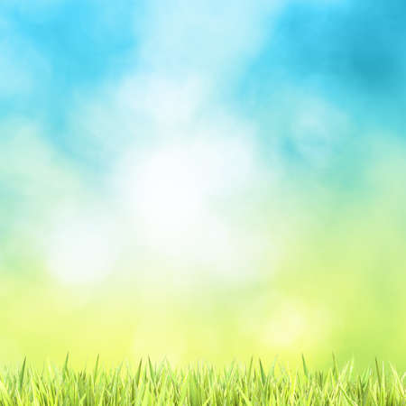 Green grass with sunny bokeh. Square composition.の写真素材