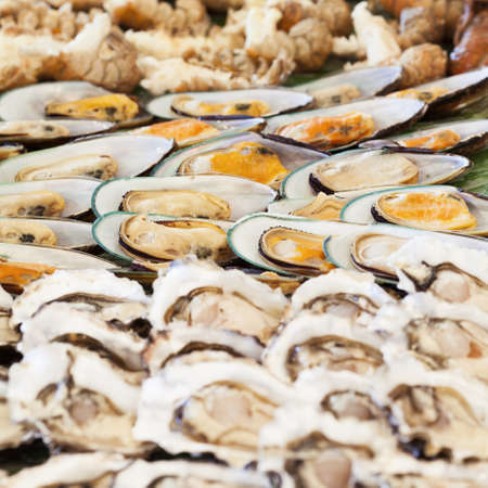 Assorted seafood. Square composition.の写真素材