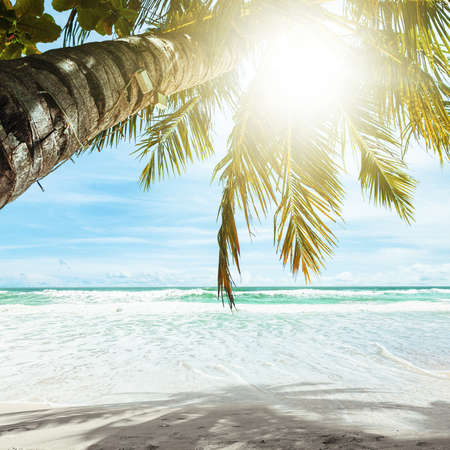 Tropical beach in sunny day  Square composition の写真素材