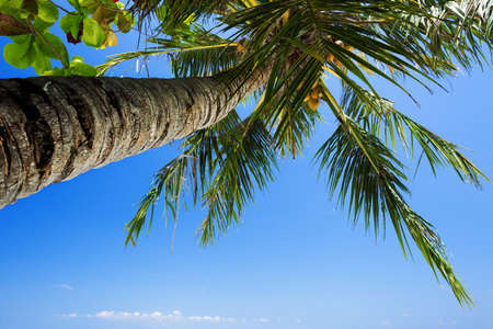 Palm tree against blue sky