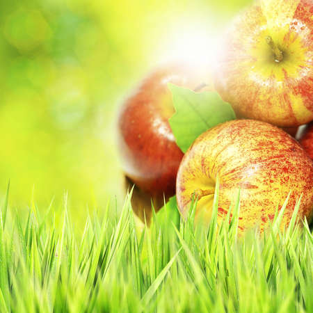 Organic applesの写真素材