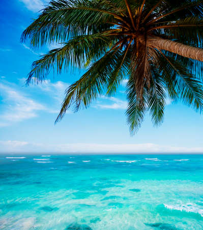 Palm tree at the tropical beachの写真素材