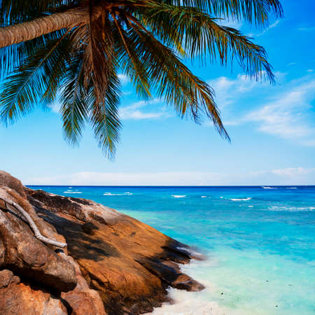 Exotic tropical beachの写真素材