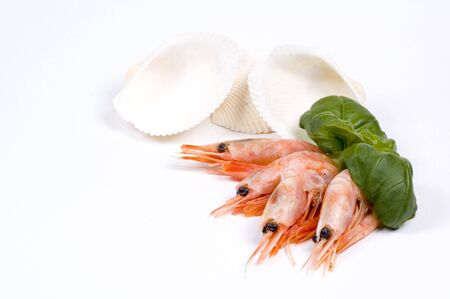 shrimps with basil and seashellsの写真素材
