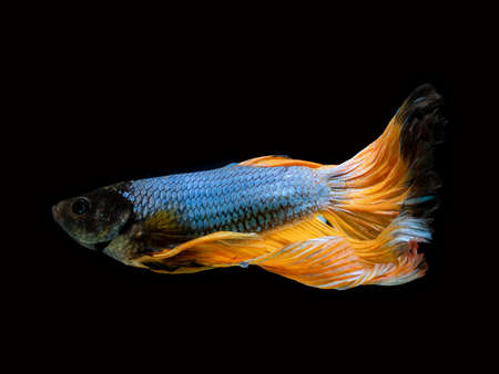 Colourful Betta fish,Siamese fighting fish in movement isolated on black background.