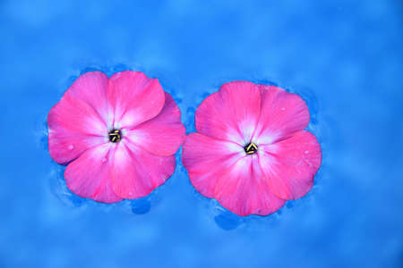 Two pink flowers on the water on a blue backgroundの写真素材