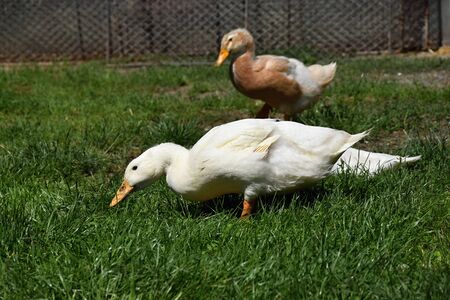 Brown and white duck in the grass on a farm.の写真素材