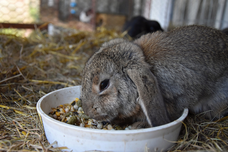 Brown rabbit eating a bowl of foodの写真素材