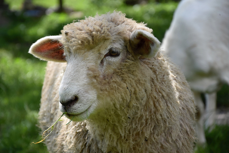 Head of cute sheep. Sheep chews grass.
