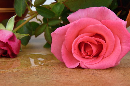 Capsize flower vase with roses. Vase on ceramic tiles. Water leaked out of a vase.の写真素材