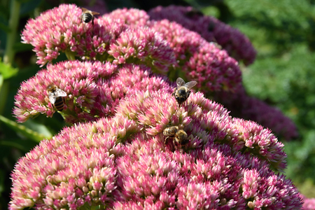 Bees pollinating a pink flower, on a sunny day.の写真素材