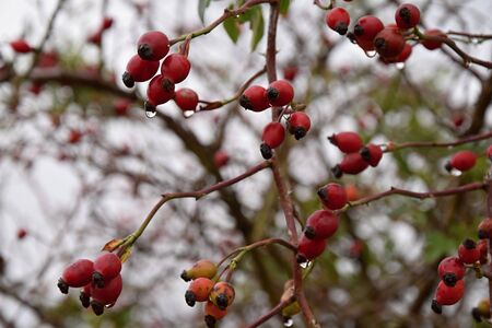 Rose bush with red berries with water drops in the autumn. Red berries.