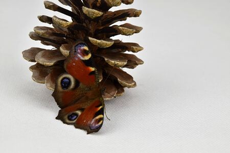 Butterfly Inachis io on a pine cone. Butterfly.の写真素材
