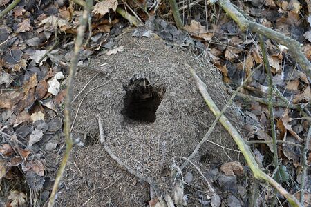 Dig out a hole in an anthill. Anthill.の写真素材