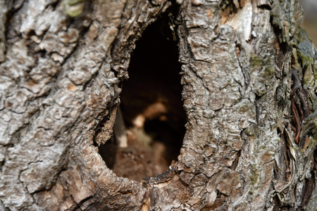Hole in the old putrefied willowの写真素材