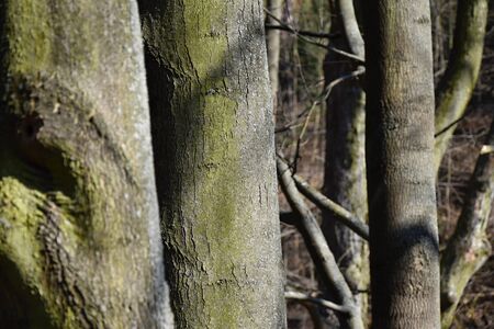 Ash trees Before breaking new leaves. Ash.