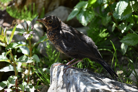 Female Blackbird - Turdus merula, A bird on the stone, the sun rays between the plants.の写真素材