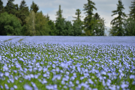 A large field of flax in the forest. Linum usitatissimum L.の写真素材