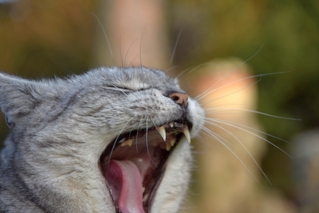 The gray cat has an open mouth and yawns.の写真素材