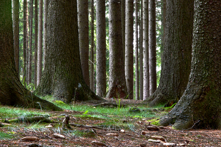 Large spruce trees in the forest. Summer time.の写真素材