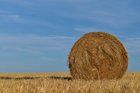 Round bundle of straw. Rural landscape with agricultural fields. The field is harvested. Sun is...