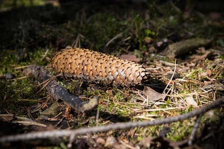 Spruce cone. The sun is shining on a cone lying in the forestの写真素材