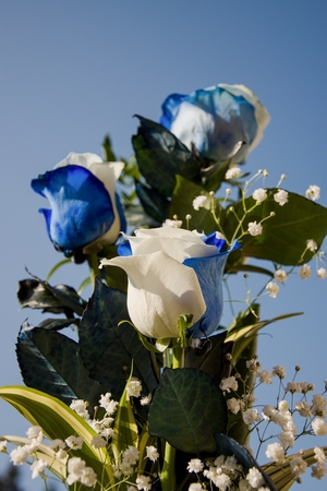 Beautiful bouquet of blue-white roses. Three roses of white and blue color. Gift for woman or manの写真素材