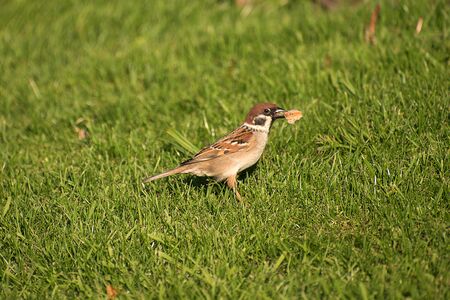 Passer montanus. Sparrow holds a piece of bread in its beakの写真素材