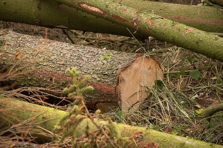 Felled trees that are infested with bark beetle. Wood lies in the forest.