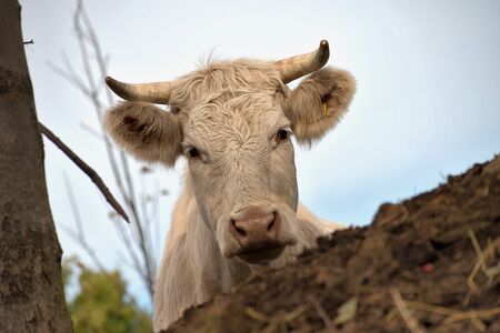 Cows in the pasture. White cattle living outdoors in nature. Meat breed.