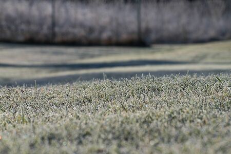 Frosted green grass in the garden. Winter time. White ice crystals. The sun shines on the grassの写真素材