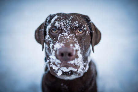 Brown Labrador Retriever looking funny with snow all over her face.の写真素材