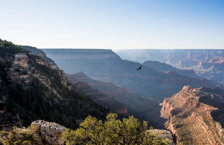 Lonely eagle flying over Grand Canyon, Arizona, USA.の写真素材