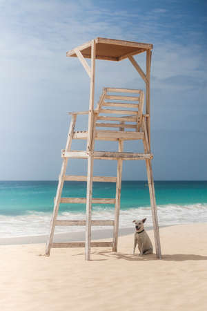 Dog sitting in a shade of lifeguard tower in Cape Verdeの写真素材