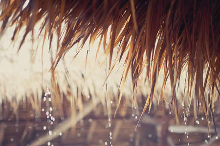 Tropical raindrops on a reed roof.の写真素材
