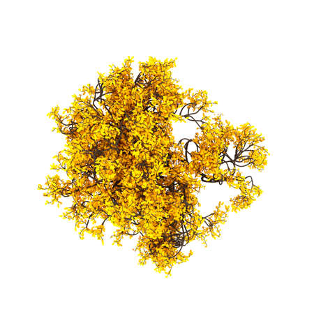 Autumnal element, orange isolated tree on a white background top view. 3d rendering, 3d illustration.の写真素材