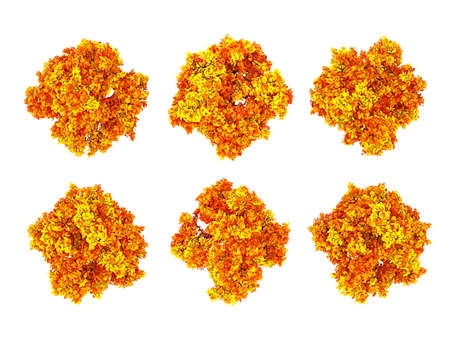 Autumnal element, orange isolated tree on a white background top view. 3d rendering, 3d...