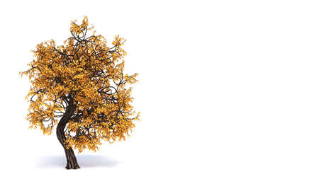 Autumnal element, orange isolated tree on a white background. 3d rendering, 3d illustration.の写真素材