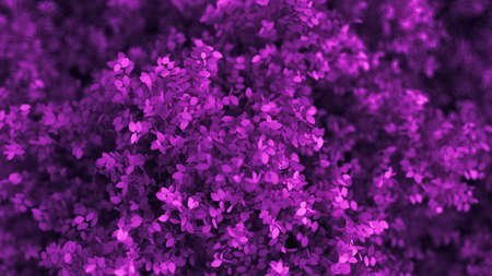 Beautiful purple background with leaves, season of the year. 3d rendering, 3d illustration.