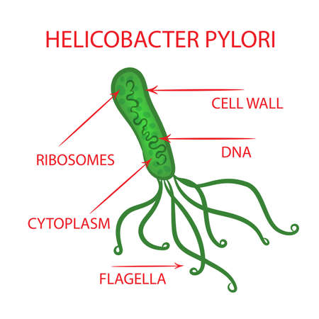 HELICOBACTER BACTERIA Medicine Education Diagram Vector Scheme Human Illness Vector Illustration Setのイラスト素材