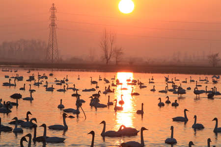 Swan Lakeの写真素材