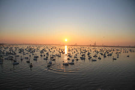 Swan Lakeの写真素材