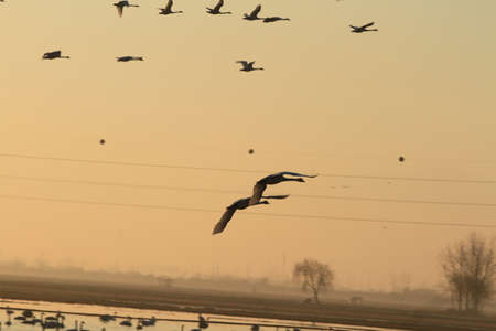 Swan Lakeの写真素材