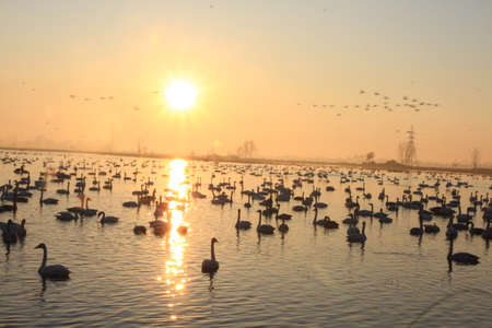 Swan Lakeの写真素材
