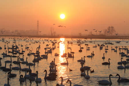 Swan Lakeの写真素材