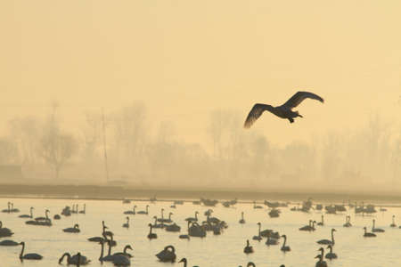 Swan Lakeの写真素材